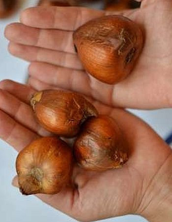 krokus-osinnii-kolxikum-cibulini-big-1