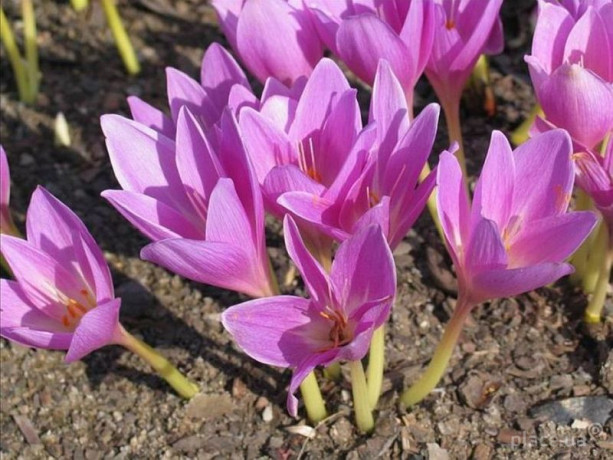 krokus-osinnii-kolxikum-cibulini-big-0