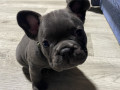 francuzskii-buldog-malcik-small-0