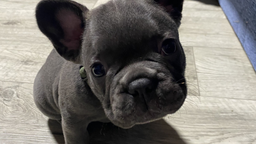 francuzskii-buldog-malcik-big-0