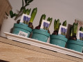 giacinti-riznix-kolyoriv-small-1