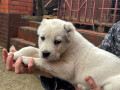 shhenki-sao-alabaia-anabel-small-1