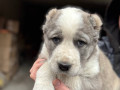shhenki-sao-alabaia-anabel-small-5