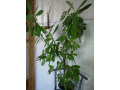 molocai-sinadenium-granta-okolo-metra-small-2