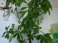 molocai-sinadenium-granta-okolo-metra-small-1
