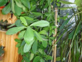 molocai-sinadenium-granta-okolo-metra-small-0