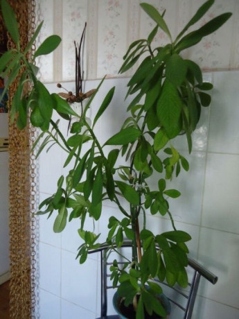 molocai-sinadenium-granta-okolo-metra-big-2