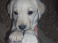 labrador-devocka-small-0