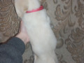 labrador-devocka-small-3