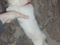 labrador-devocka-small-1