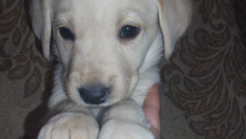 labrador-devocka-big-0