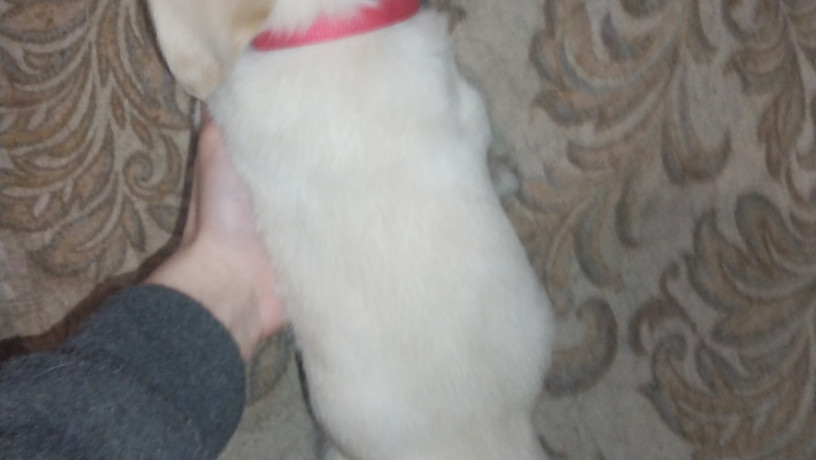 labrador-devocka-big-3