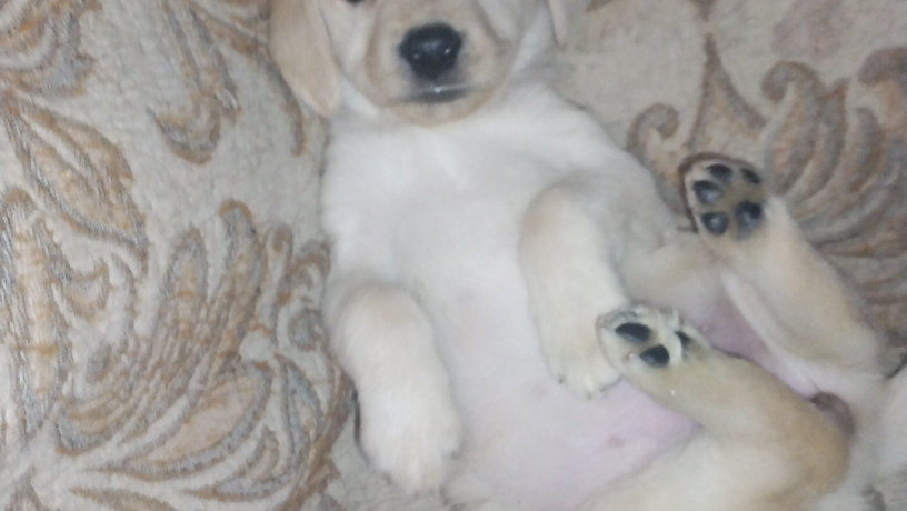 labrador-devocka-big-2