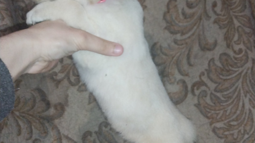 labrador-devocka-big-1