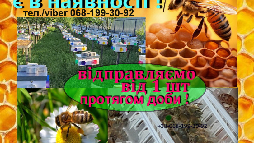 bdzolomatki-molodi-plidni-kvrnika-karpatka-ukrayinska-stepova-big-0