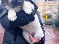 cuceniata-kavkazkoyi-vivcarki-rozplidnik-star-escort-ksu-cip-vakcinaciia-small-3