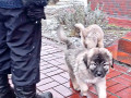 cuceniata-kavkazkoyi-vivcarki-rozplidnik-star-escort-ksu-cip-vakcinaciia-small-5