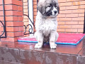 cuceniata-kavkazkoyi-vivcarki-rozplidnik-star-escort-ksu-cip-vakcinaciia-small-7