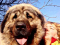 cuceniata-kavkazkoyi-vivcarki-rozplidnik-star-escort-ksu-cip-vakcinaciia-small-1