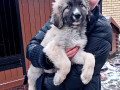 cuceniata-kavkazkoyi-vivcarki-rozplidnik-star-escort-ksu-cip-vakcinaciia-small-4