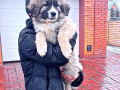 cuceniata-kavkazkoyi-vivcarki-rozplidnik-star-escort-ksu-cip-vakcinaciia-small-2
