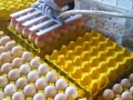 vakuumnii-ukladac-iajec-na-30-st-stvega-vacuum-egg-lifter-h30-small-5