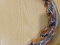 gibkii-slang-haiba-komplekt-2-st-cena-za-komplekt-small-4