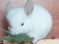 belosneznyi-malenkii-samec-sinsilly-small-0