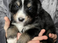 shheniata-u-dobri-ruki-metisi-bernskogo-zennexunda-small-1