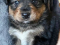 shheniata-u-dobri-ruki-metisi-bernskogo-zennexunda-small-0