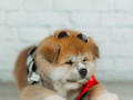 akita-inu-xlopciki-04012025-small-4