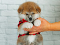 akita-inu-xlopciki-04012025-small-0