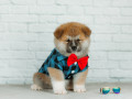 akita-inu-xlopciki-04012025-small-2