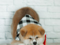 akita-inu-xlopciki-04012025-small-5