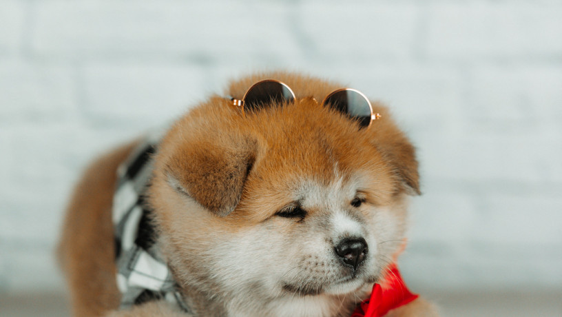 akita-inu-xlopciki-04012025-big-4