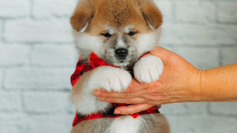 akita-inu-xlopciki-04012025-big-0