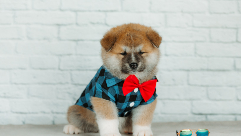 akita-inu-xlopciki-04012025-big-2