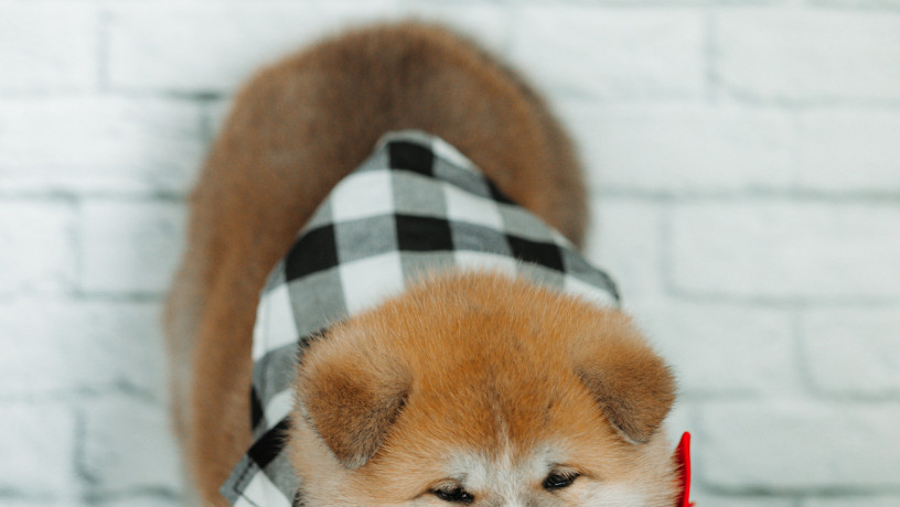 akita-inu-xlopciki-04012025-big-5