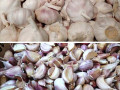 drobilka-dlia-casniku-podil-golovok-na-zubciki-stvega-garlic-separator-small-6