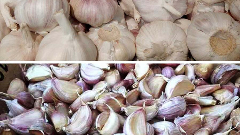 drobilka-dlia-casniku-podil-golovok-na-zubciki-stvega-garlic-separator-big-6