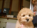 maltipu-devocka-igrivaia-veselaia-maltipuska-maltipoo-small-2
