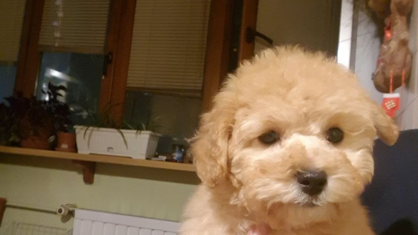 maltipu-devocka-igrivaia-veselaia-maltipuska-maltipoo-big-0