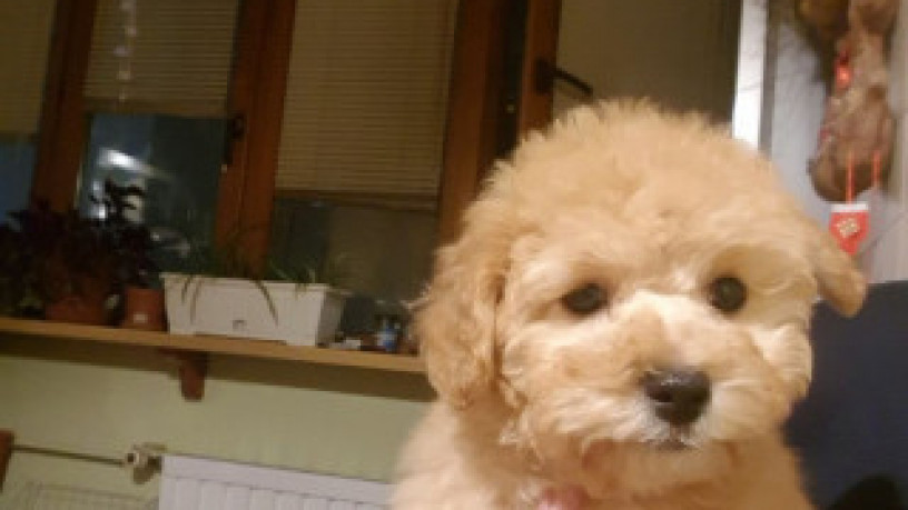 maltipu-devocka-igrivaia-veselaia-maltipuska-maltipoo-big-2