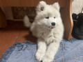 samoyidska-sobaka-small-0