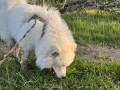 samoyidska-sobaka-small-2