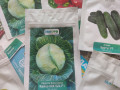 nasinnia-kavuniv-dini-ta-insi-baxcevi-kulturi-small-4