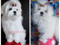 vidminni-cuceniata-malteze-small-0