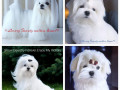 vidminni-cuceniata-malteze-small-1