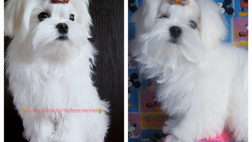 vidminni-cuceniata-malteze-big-0