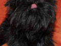 redkie-shhenki-affenpincera-iz-pitomnika-small-1